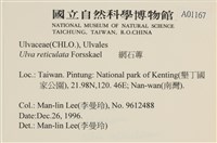 網石蓴藏品圖，第2張