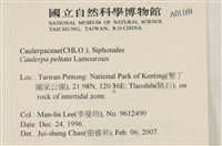 盾葉蕨藻藏品圖，第2張