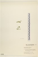 盾葉蕨藻藏品圖，第3張