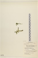登錄號:A00001170藏品圖，第1張