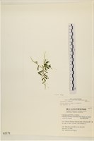 登錄號:A00001171藏品圖，第1張