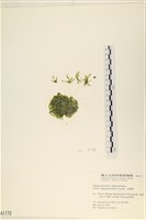 法囊藻藏品圖，第1張