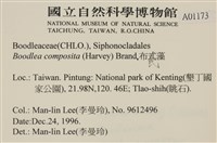 布氏藻藏品圖，第2張