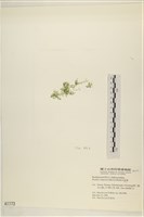 布氏藻藏品圖，第3張
