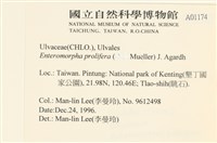 筋條石髮藏品圖，第2張