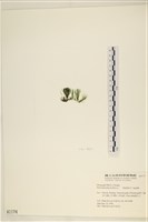 筋條石髮藏品圖，第3張