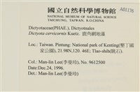 鹿角網地藻藏品圖，第2張