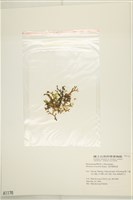 鹿角網地藻藏品圖，第3張