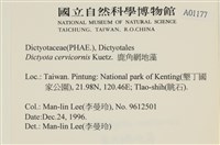鹿角網地藻藏品圖，第2張
