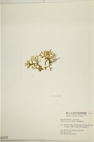 鹿角網地藻藏品圖，第3張