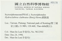 網胰藻藏品圖，第2張