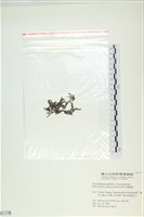 網胰藻藏品圖，第3張