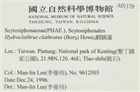 網胰藻藏品圖，第2張