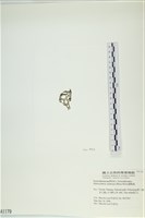 網胰藻藏品圖，第3張
