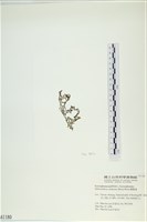 網胰藻藏品圖，第3張