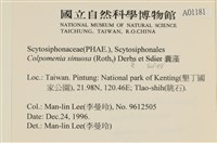袋苔, 囊藻藏品圖，第2張