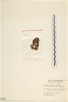 袋苔, 囊藻藏品圖，第3張