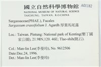 厚葉馬尾藻藏品圖，第2張