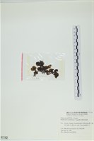 厚葉馬尾藻藏品圖，第3張