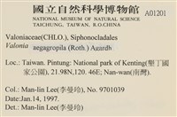 法囊藻藏品圖，第2張
