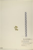 法囊藻藏品圖，第3張