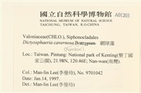 網球藻藏品圖，第2張