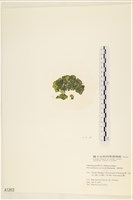 網球藻藏品圖，第3張