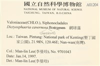 網球藻藏品圖，第2張