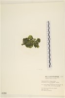 網球藻藏品圖，第3張