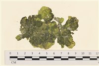 網球藻藏品圖，第1張