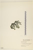 登錄號:A00001205藏品圖，第3張