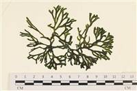 登錄號:A00001205藏品圖，第1張