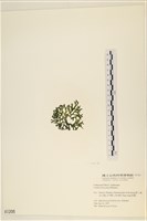 登錄號:A00001206藏品圖，第3張