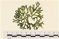 登錄號:A00001206藏品圖，第1張