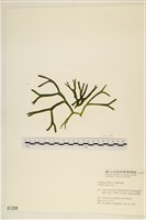 登錄號:A00001208藏品圖，第1張