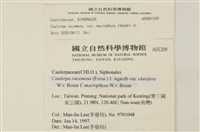 館號:A00001209藏品圖，第2張