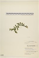 館號:A00001209藏品圖，第1張