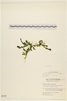 登錄號:A00001210藏品圖，第1張