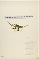 登錄號:A00001211藏品圖，第1張