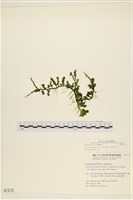 登錄號:A00001212藏品圖，第1張