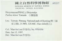 小團扇藻藏品圖，第2張