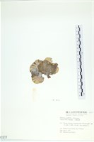 小團扇藻藏品圖，第3張