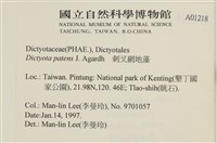 刺叉網地藻藏品圖，第2張