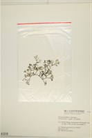刺叉網地藻藏品圖，第3張