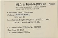 阿拉伯松藻藏品圖，第2張