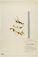 登錄號:A00001236藏品圖，第1張