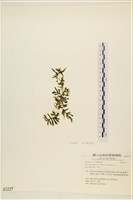 登錄號:A00001237藏品圖，第3張