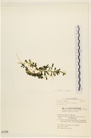 登錄號:A00001238藏品圖，第3張