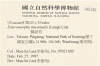 腸滸苔, 河石髮藏品圖，第2張