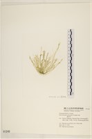 腸滸苔, 河石髮藏品圖，第1張